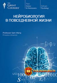 nejrobiologija-v-povsednevnoj-zhizni-chast-2-vong-s-2016.13989.jpg